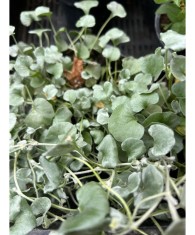 DICHONDRA CURGATOARE - GHIVECI