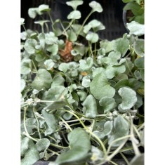 DICHONDRA CURGATOARE - GHIVECI