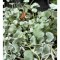 DICHONDRA CURGATOARE - GHIVECI