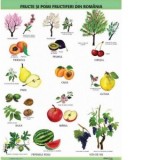Plansa A1 Fructe si pomi fructiferi din Romania (cu 2 benzi folie magnetica pe verso)