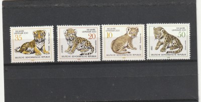 Fauna ,pui de feline. Germania (DDR). foto
