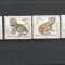 Fauna ,pui de feline. Germania (DDR).