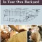 Boatbuilding in Your Own Backyard