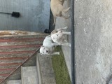 Caine amstaff