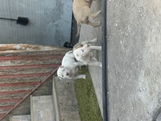 Caine amstaff