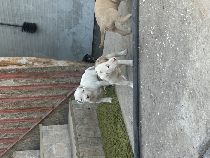 Caine amstaff