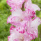 Gladiole My Love Pachet 5 Bulbi