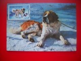 HOPCT MAXIMA ROMANIA NR 1112 - SAINT BERNARD - CAINI