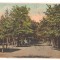 SV * Tecuci * GRADINA PUBLICA * 1933