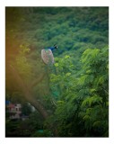 Tablou Canvas, "Păun pe crengile verzi ale colinei", Peacock, Tree, Feathers, Forest, Green, Nature, Serenity, 26 x 39 cm, CMCLASS