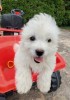 Bichon maltez, [en.casa]