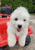 Bichon maltez, [en.casa]