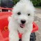 Bichon maltez