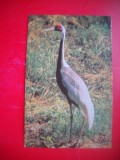 HOPCT 14847 COCOR -- PASARI -FAUNA - -NECIRCULATA