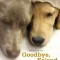 Goodbye, Friend: Healing Wisdom for Anyone Who Has Ever Lost a Pet