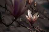 Tablou Canvas, "Misterul florilor de magnolie &icirc;n amurg", Flori, Lumină, Rădăcini, Delicatețe, Primăvară, Natură, Bl&acirc;ndețe, 39 x 26 cm, CMCLASS