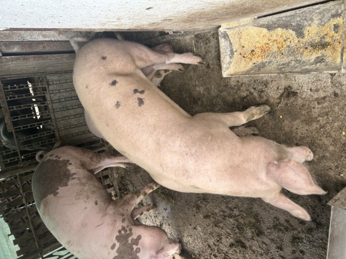 Porc de vanzare