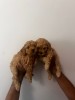 Poodle Pudel Pitic, Royal Canin