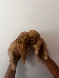 Poodle Pudel Pitic