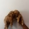 Poodle Pudel Pitic