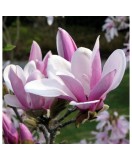 Planta Magnolia George Henry Kern C2, ghiveci 2l, Oem
