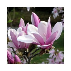 Planta Magnolia George Henry Kern C2, ghiveci 2l
