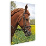 Tablou cal brun roscat (roib) Tablou canvas pe panza CU RAMA 20x30 cm