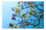 Tablou Canvas, "Flori de primăvară sub cer senin", Flori, Ramuri, Cer, Albastru, Frunze, Verde, Luminos, Primăvară, 39 x 26 cm, CMCLASS