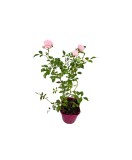 Trandafir pitic, Rosa The Fairy C2, Oem