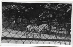 D719 Zebra Parcul zoologic Viena iunie 1945 militar roman front foto