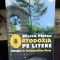 Ortodoxia Pe Litere Indreptar De Fundamentalism Literar Mircea Platon