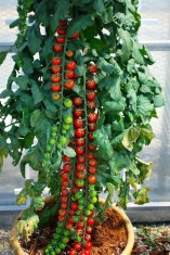 Tomate , rosii extra -lungi CILIEGIA LONG - 10 seminte pentru semanat foto