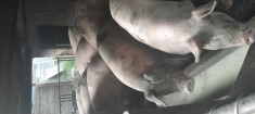 Vand Porci pentru sacrificare de carne!