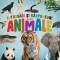 Primele lecturi: Intrebari si raspunsuri despre animale