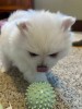 Pomeranian boo