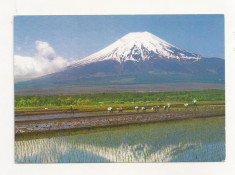 FA23-Carte Postala- JAPONIA - Rice planting and mt. Fiji , circulata 1994 foto