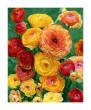 Piciorul Cocosului Ranunculus, Picotee Orange, Portocaliu, 6/7, 1 Bulb, Oem