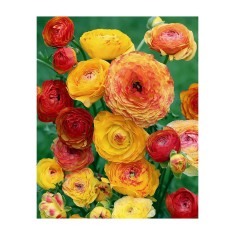 Piciorul Cocosului Ranunculus, Picotee Orange, Portocaliu, 6/7, 1 Bulb