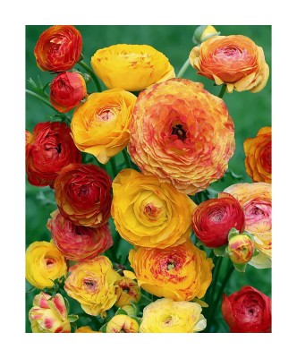 Piciorul Cocosului Ranunculus, Picotee Orange, Portocaliu, 6/7, 1 Bulb foto