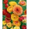 Piciorul Cocosului Ranunculus, Picotee Orange, Portocaliu, 6/7, 1 Bulb