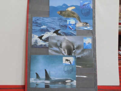 Australia Antarctic Territory - Set 4 Maxi Cards balene si delfini din Artica - foto