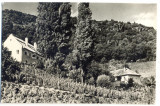 AD 945 C. P. VECHE - BADACSONY -UNGARIA