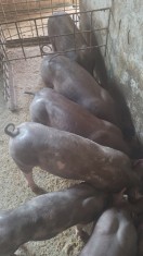 Porci pietrain pur