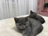 British Shorthair Blue