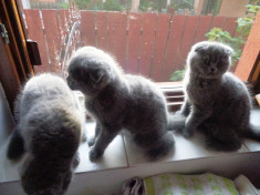 motanei scottish fold foto