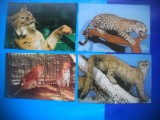 HOPCT LOT NR 443 FELINE -FAUNA -4 CARTI POSTALE-NECIRCULATE