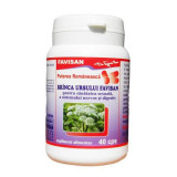 Branca ursului, 40 capsule, Favisan