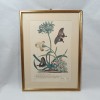 Set 2 tablouri litografie color Atlas Botanic, sec 19, vintage