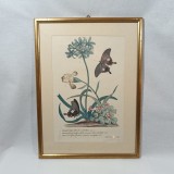 Set 2 tablouri litografie color Atlas Botanic, sec 19, vintage