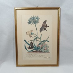 Set 2 tablouri litografie color Atlas Botanic, sec 19, vintage